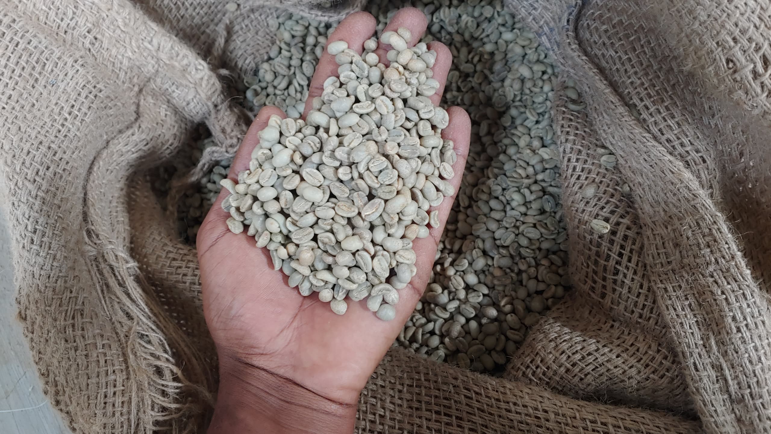 Limmu green coffee beans