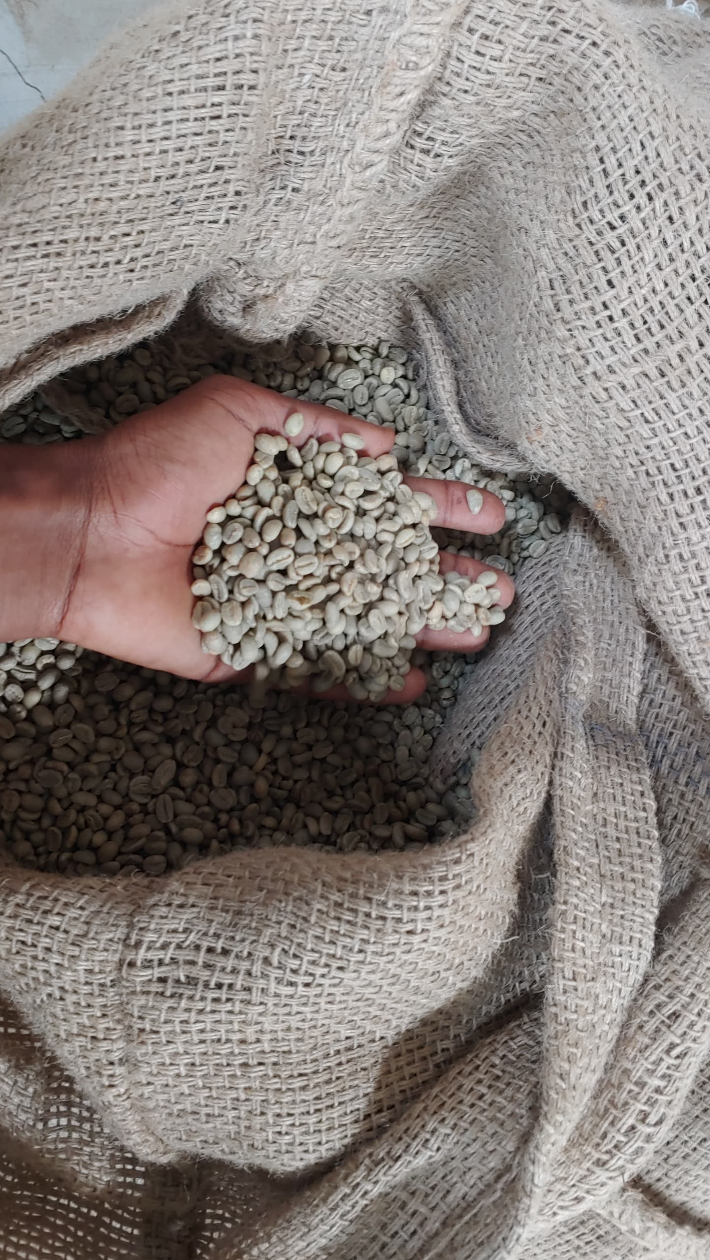 Jimma green coffee beans