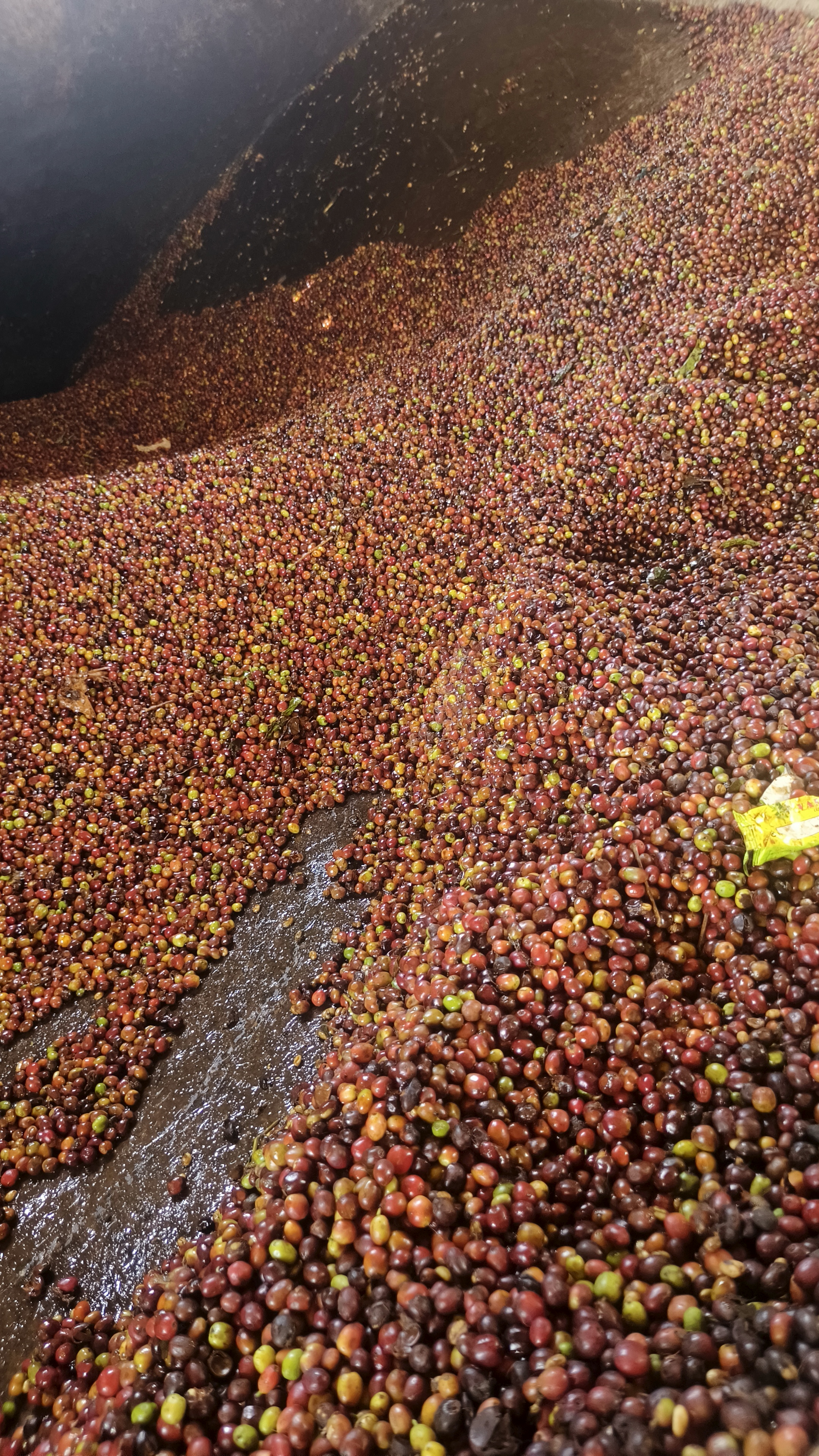 Coffee cherries on the tree
