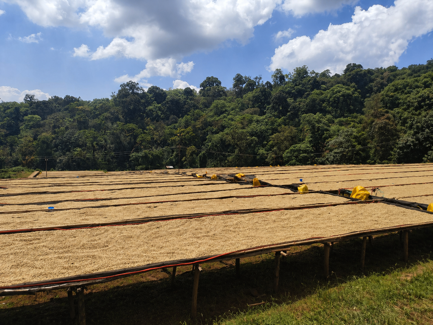 Coffee drying on raised beds