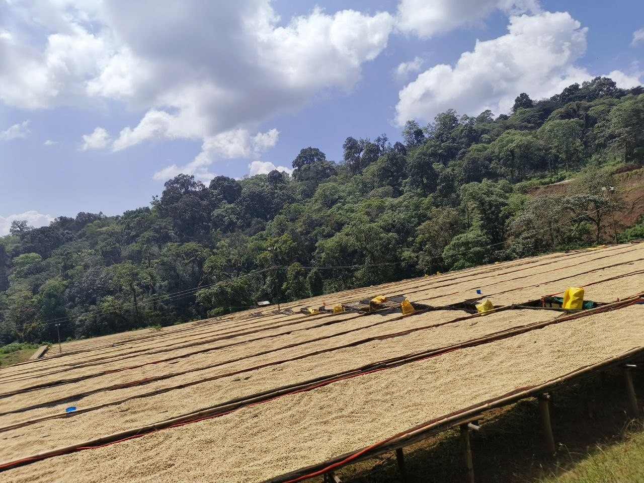 Ethiopian coffee origin